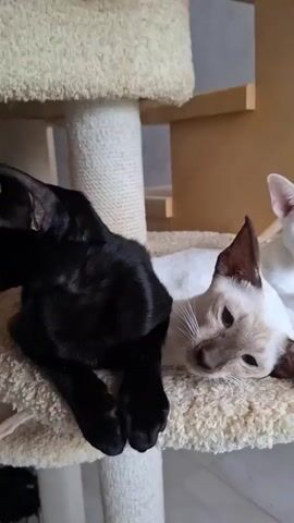 A black Oriental Shorthair cat rests its head on the back of a light-colored Oriental cat. The black cat is positioned on the left side of the frame, with its body curled around the other cat. The light-colored cat is lying down, facing the camera with its eyes partially closed. Both cats are on a carpeted surface, likely part of a cat tree, with a white post visible to the left. Another cat, mostly white with some darker markings, is partially visible in the background to the right. The environment appears to be indoors with warm lighting.