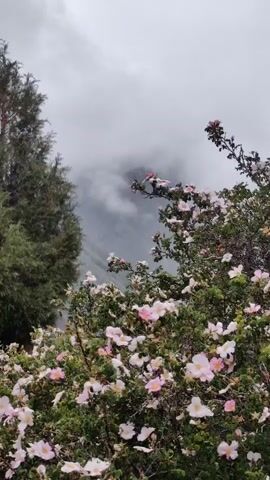 This is a vertical, medium shot video of a natural scene with a focus on blooming rose bushes in the foreground. The bushes are laden with delicate pink and white flowers, with some buds also visible. Behind the rose bushes, the branches of evergreen trees, likely pines or firs, are prominent on the left side of the frame. The background is obscured by a thick, grey, cloudy sky, suggesting overcast or possibly rainy weather. There are hints of misty mountains or a valley in the distance through the clouds. The overall mood is serene and natural, with a touch of wild beauty. The lighting is diffused due to the cloud cover, indicating it is likely daytime, though the heavy clouds obscure direct sunlight. The presence of evergreen trees and the misty mountain backdrop suggest a mountainous or high-altitude location. There is no visible text in the video.