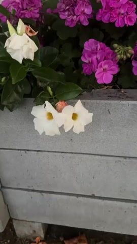 The video pans across a planter box filled with various flowers. In the foreground, two white trumpet-shaped flowers with yellow centers are visible, resting on the grey concrete edge of the planter. Behind them, a dense arrangement of vibrant pink and red flowers, likely geraniums, are in full bloom, interspersed with dark green leaves. The planter itself appears to be made of concrete or a similar material, with some dark marks or stains visible on its surface. The background is out of focus, but suggests an outdoor setting.
