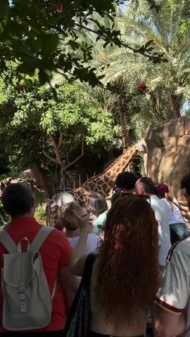 A group of people stand watching a giraffe in an enclosure. The people are of varying ages and wear casual clothing.  A man in a red shirt with a light gray backpack is closest to the camera. To the left of the man is a woman with long, curly, reddish-brown hair. The giraffe is tall and has its neck extended towards the top of the enclosure, near some trees. The enclosure is surrounded by a rock wall, and there is a small body of water behind the wall. Palm trees and other greenery provide a lush backdrop. The sky is visible through the trees, suggesting a sunny day.