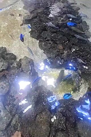 The video shows an overhead view of a shallow aquarium or natural pool with numerous fish swimming among rocks and dark debris. The water is clear, and the bottom appears to be sandy in some areas and rocky in others. Several brightly colored blue fish are visible, along with some gray and yellow fish. The lighting in the tank creates bright reflections on the water's surface. The fish are actively swimming and interacting with their environment.