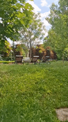 Dogs rest in crate, park scenes documented in Sofia