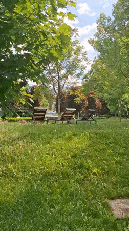 Dogs rest in crate, park scenes documented in Sofia