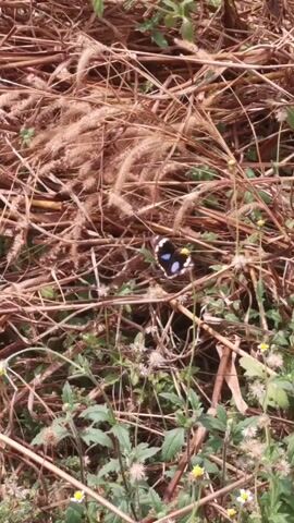 The video shows a close-up shot of ground covered with dry grass and some green plants. A butterfly with black wings and blue and white spots is seen sitting on a small yellow flower. The butterfly then flies away. The camera remains still throughout the video.