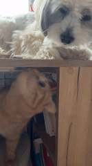Pets gather around cluttered desk space in Noviy, Russia