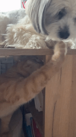 Pets gather around cluttered desk space in Noviy, Russia