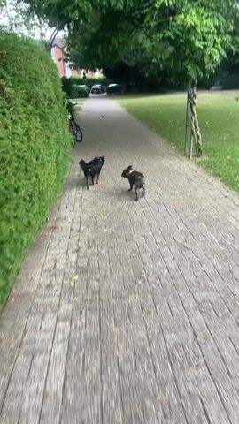 The video begins with a view of two dogs walking on a paved path bordered by a thick green hedge on the left and a grassy area on the right. The dog closer to the camera is a brindle French bulldog, and the dog further away appears to be a black dog, possibly a terrier mix. A bicycle is parked near the hedge. The path continues into a park-like area with trees and a large expanse of grass. As the video progresses, the perspective shifts to a wider view of the grassy area, revealing a flock of Canada geese scattered across the lawn, some grazing and others standing. The camera then pans across the field, showing more geese and trees in the background. The scene suggests an outdoor setting in a park or residential area with a focus on the dogs and the geese.