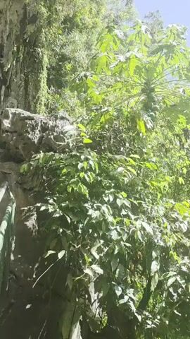 A vertical video pans up through lush green vegetation. In the foreground, large, leafy plants are visible. Further back, a papaya tree with green fruit can be seen. The scene is set against a bright blue sky with scattered white clouds. The overall impression is of a vibrant, sunlit natural environment, possibly a jungle or tropical garden.