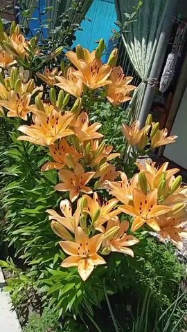 This video captures a close-up view of a cluster of vibrant orange and white lilies in full bloom. The flowers are heavily laden with blossoms, many of which are open and show off their distinctive spotted centers. Green foliage surrounds the flowers, creating a lush backdrop. In the background, hints of a fence, a pipe, and a blue tarp suggest an outdoor setting, possibly a garden or yard. The lighting indicates it is daytime, with sunlight illuminating the scene. The camera pans slowly across the lilies, highlighting their beauty and detail. There are no people or animals visible in the video.