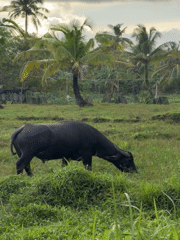 Morning scenes captured in General Luna: dining, nature photography, grazing buffalo