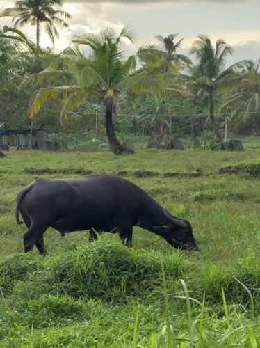Morning scenes captured in General Luna: dining, nature photography, grazing buffalo