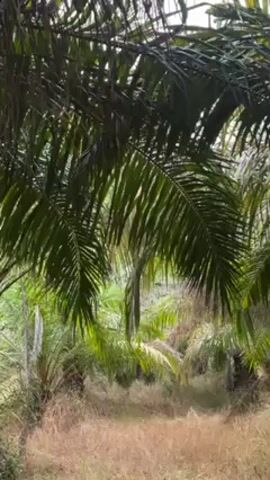 The video shows a scene of lush palm trees with their large, dark green fronds dominating the foreground, partially obscuring the view. The trees are positioned along a path or clearing covered in dry, beige grass and low-lying vegetation. The sunlight filters through the leaves, creating a dappled light effect on the ground. The overall impression is a somewhat dense, tropical environment.