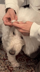 Dog grooming session captured in indoor setting