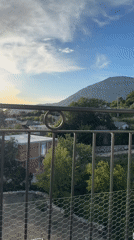 Quiet balcony afternoon with dog in Sustaš Montenegro