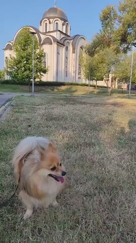 A medium-long shot shows a fluffy, light-brown Pomeranian dog with its tongue sticking out, standing on a grassy area. The dog is leashed. In the background, a large, white church with a dark dome and a cross on top is visible. Trees are scattered around the church and the grassy area. The sky is clear and blue, suggesting it's daytime. The camera is positioned at dog-level, slightly below the dog's eye line. The video appears to be a still frame or a very short, static clip.