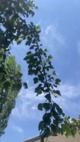 This is a low-angle shot looking up at a tree branch against a blue sky with wispy white clouds. The branch is covered in green leaves, some of which appear to be damaged or torn. In the background, a tall, slender tree with green foliage is visible on the left. The bottom of the frame shows a sliver of a roofline, suggesting the presence of a building. The video appears to be shot outdoors during the daytime. There are no people or animals visible in the frame. The camera is static.
