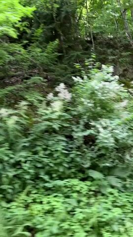 This is a video of a lush green forest with dense foliage. The camera appears to be moving, possibly from a vehicle or handheld, giving a sense of gentle motion through the trees. The scene is dominated by various shades of green, from the broad leaves of ferns and other undergrowth to the darker green of the trees and pine needles higher up. Small clusters of white flowers are scattered throughout the vegetation, adding touches of contrast. The lighting suggests it is daytime, with the sun filtering through the canopy, creating dappled light and shadows. The overall impression is one of a vibrant, natural environment, possibly a forest trail or a scenic drive through a wooded area. There is no visible text in the video.