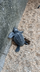 Baby sea turtles on a Bali beach, with life carrying on around them