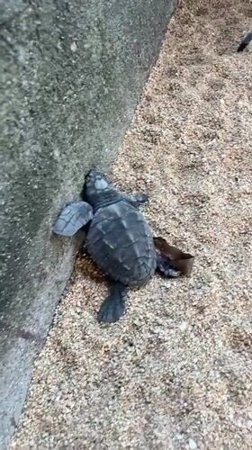 Baby sea turtles on a Bali beach, with life carrying on around them