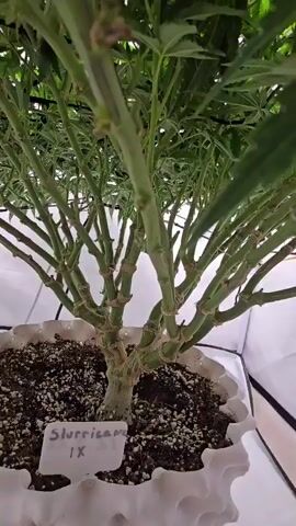 The video begins with a close-up shot of a plant with a thick main stem branching into numerous smaller stems. The plant is in a large white pot filled with soil. A label is visible in the soil that reads "SLURRICANE 1X". The camera then pans up to show more of the plant's leafy canopy and some lights hanging above. The scene appears to be an indoor grow tent, indicated by the white tent walls and the presence of a small fan mounted on the left side. The video then pulls back to show the entire plant from a wider angle, revealing its full, bushy structure. More equipment, including wires, a watering can, and what appears to be a timer or controller, is visible on the floor of the tent. The lighting is bright, suggesting artificial grow lights are in use. The plant is healthy and appears to be in its vegetative stage.