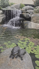 Turtles and koi fish spotted at Carlsbad pond
