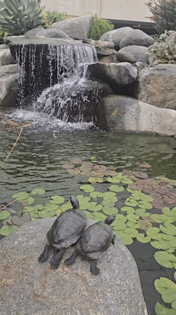 Turtles and koi fish spotted at Carlsbad pond