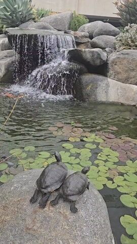 Two turtles sit atop a grey rock in a pond. The pond has many lily pads floating on its surface. In the background, water cascades down a rocky waterfall feature.