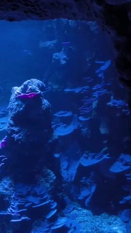 A vertical video pans across a vibrant coral reef aquarium illuminated by blue light. Various types of coral, some with purple or pink accents, form intricate structures. Small fish, including one with blue and yellow markings and another that appears dark blue, swim amongst the coral. The seabed is covered in sand or small pebbles. The camera movement is smooth, offering a dynamic view of the underwater ecosystem.