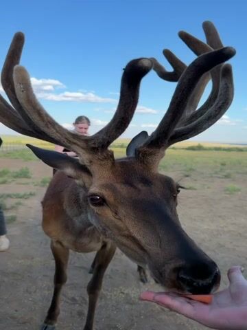 The video shows a deer with large antlers being fed by people outdoors on a dirt path. The deer is brown with lighter markings on its legs. Several people are visible, including a woman with a white shirt, a man in a gray t-shirt, a woman in a black tank top, and another person in a black shirt. The background features a fence, a grassy field, and a blue sky with some clouds. The people are interacting with the deer, offering it food, possibly carrots. The deer appears to be calm and curious. The lighting suggests it is daytime.
