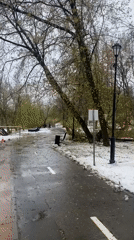 Purple scooter spotted in snowy Moscow park