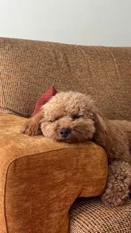 A light brown poodle rests its head on the armrest of a brown couch. The dog's eyes are closed and its fur is curly. A red pillow is behind the dog's head. The couch has a textured fabric.