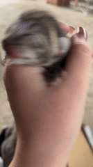 Mother cat with newborn kittens documented in Novopokrovskaya