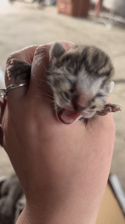 Mother cat with newborn kittens documented in Novopokrovskaya