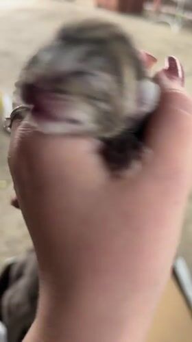 Mother cat with newborn kittens documented in Novopokrovskaya