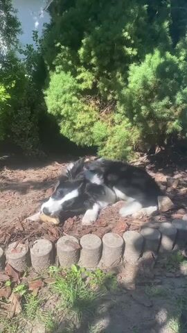 A black and white dog lies on the ground, gnawing on a light-colored object. The dog is surrounded by mulch, with small concrete decorative elements forming a border. Lush green trees and foliage are visible in the background, and sunlight casts shadows on the ground.