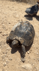 Turtle with damaged shell encountered on Zikhron Yaakov hiking path