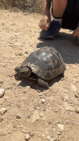 Turtle with damaged shell encountered on Zikhron Yaakov hiking path