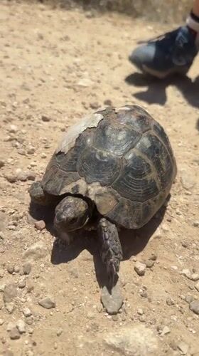 Turtle with damaged shell encountered on Zikhron Yaakov hiking path