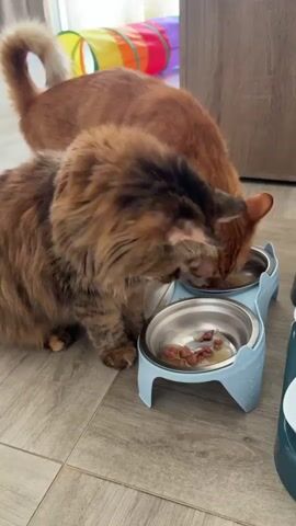 Two cats are eating from a blue double pet bowl on a wooden floor. The cat in the foreground is brown and black with long fur, and the cat in the background is orange. Both cats are focused on their food. In the background, a colorful pet tunnel is visible. The lighting appears to be natural, coming from a window.