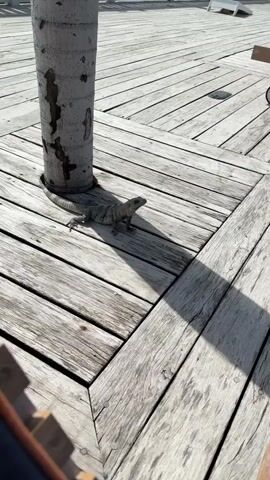 A black-striped iguana with a brown body rests under a grey post on a wooden deck. The iguana's body is facing left, while its head is turned right, looking towards the right side of the screen. Its long tail extends to the left, partially hidden behind the post. The sunlight creates a shadow of the post and the iguana on the wooden deck. The deck planks are arranged in a chevron pattern, with some planks showing signs of wear and tear.