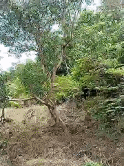 Morning vegetation captured on video in Lhokseumawe, Indonesia