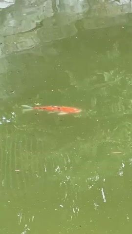 A single orange koi fish swims slowly in a murky green pond. Small particles and some plant debris are visible in the water. The water's surface reflects light, creating wavy patterns.  There is indistinct audio.