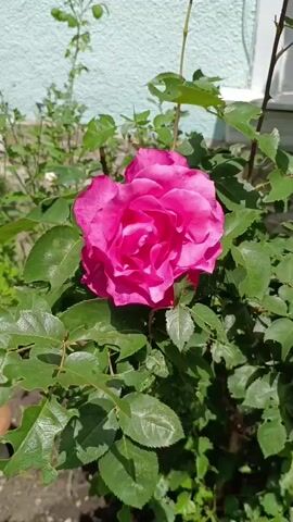 A close-up shot focuses on a vibrant pink rose with a deep, ruffled center. The rose is surrounded by lush green leaves, some of which appear to have been chewed. The background shows a textured light blue wall and hints of other green foliage, suggesting an outdoor setting. The sunlight illuminates the rose petals, highlighting their delicate folds and rich color. The image is static, with no visible movement or people.