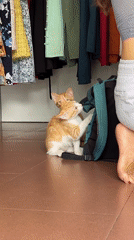 Kittens play in Vietnamese tailor shop during morning hours