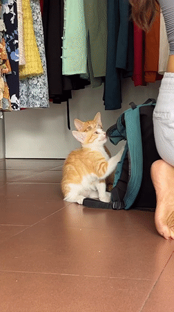 Kittens play in Vietnamese tailor shop during morning hours