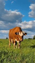 Rural life documented in Ukrainian village through casual observations