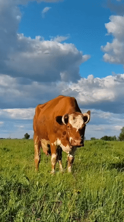 Rural life documented in Ukrainian village through casual observations