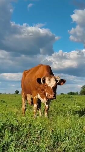 Rural life documented in Ukrainian village through casual observations