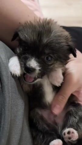 A very small puppy is held by a person in the crook of their arm. The puppy has brownish grey fur with white markings on the face and paws. The person is wearing a grey shirt. The puppy is panting and looking at the camera. The background is blurry.