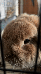 Pet rabbit and elevator ride captured in Krasnoyarsk